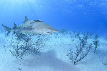 Close-up Shot of Lemon Shark Swimming in Clear Waters of Bahamas
