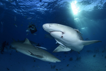 Obraz na płótnie Canvas Close-up Shot of Lemon Shark Swimming in Clear Waters of Bahamas
