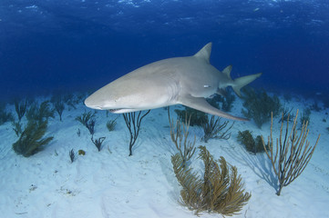 Naklejka premium Close-up Shot of Lemon Shark Swimming in Clear Waters of Bahamas