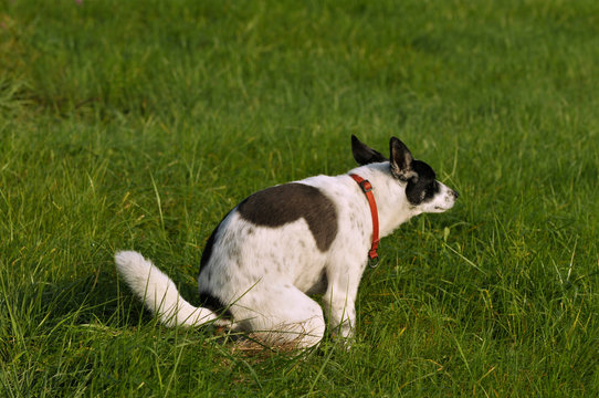 Hund macht sein Gesch&auml;ft in einer Wiese
