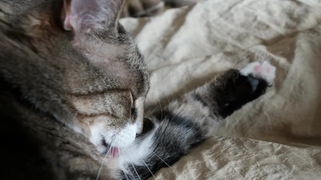 cat washes its muzzle with paws