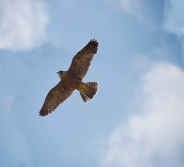 flying falcon / ハヤブサの飛翔