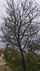 tree with out leaves