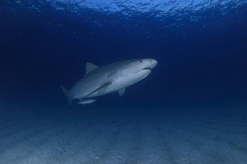 Fototapeta na wymiar Close up Shot of Tiger Shark Swimming Gracefully in Clear Waters of Bahamas