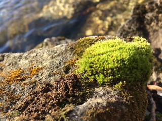moss
