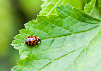 Ladybug, Beetle, Coccinellidae