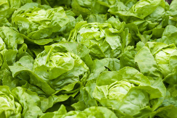Salad, lettuce, Lactuca sativa