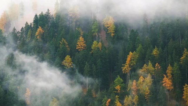 Misty landscape with fir forest