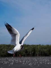 Seagulls in mangrove forest reserve bangpoo Thailand