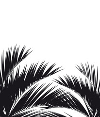 Obraz premium Black silhouette, tropical palm leaves, isolated on a white
