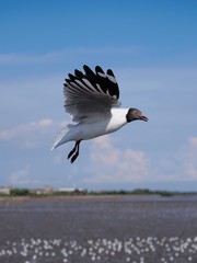 Seagulls in mangrove forest reserve bangpoo Thailand