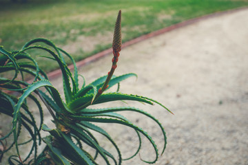 Blooming aloe for background