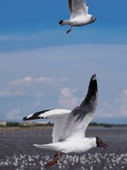 Seagulls in mangrove forest reserve bangpoo Thailand