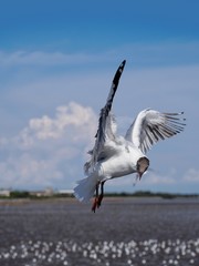 Seagulls in mangrove forest reserve bangpoo Thailand