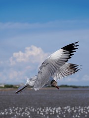 Seagulls in mangrove forest reserve bangpoo Thailand