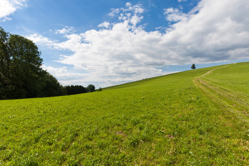 Meadow, tree, summer