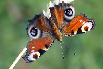 European peacock butterfly, Nymphalis io