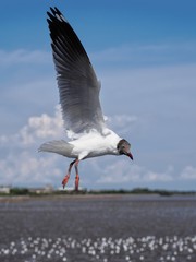 Seagulls in mangrove forest reserve bangpoo Thailand