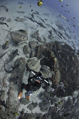 Banded Hound Shark Feeding Frenzy in Japan