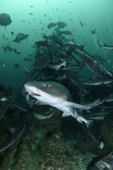 Banded Hound Shark Feeding Frenzy in Japan