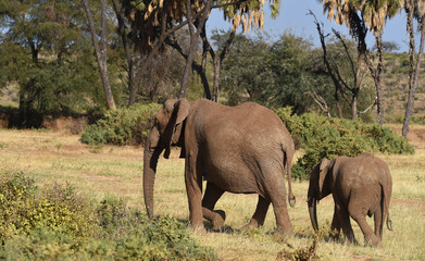 Fototapeta na wymiar Elefanten in Kenia