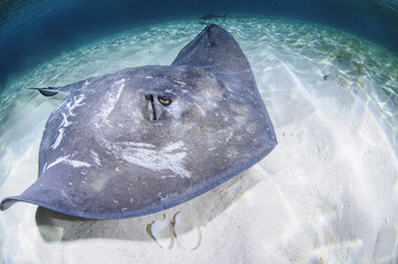 Sting Ray Swimming on Sandy Bottom of Bahamas
