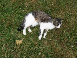 Chat étendu dans l'herbe