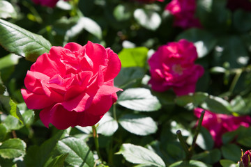 blooming rose, garden