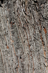 old Tree bark