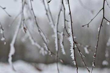 Frosty branches