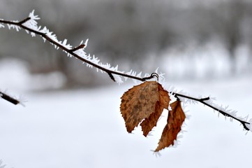 Frozen branch with dry leaf