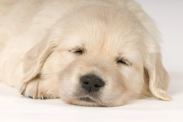 Schllafender Golden Retriever Welpe