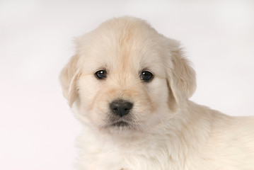 Golden Retriever Welpe