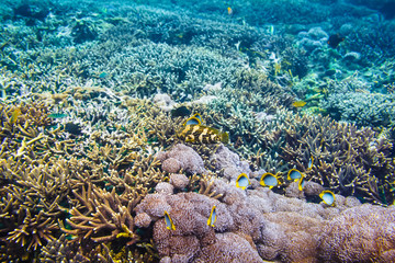 Tropical corals and fish on reef in Indian ocean.