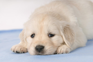 Golden Retriever Welpe