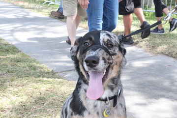 Mixed Breed Dog / Adorable Mutt Out at the Park 