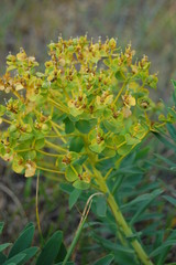 Euphorbia virgata, Euphorbia esula, leafy spurge - Молочай лозный