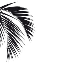 Obraz premium Black silhouette, tropical palm leaves, isolated on a white