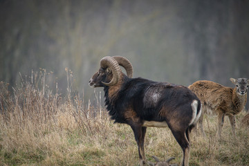 Mufflon
