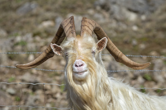 Wild Kashmiri Goat Close Up