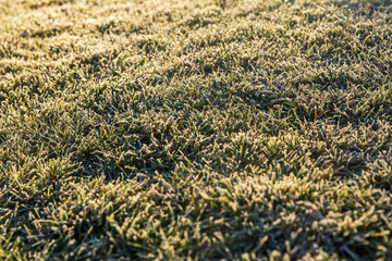 Lawn covered with frost. First frost. Morning, sunshine. Natural bokeh.