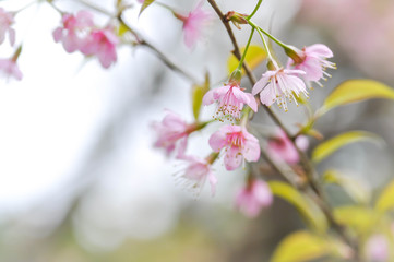Fototapeta na wymiar wind himalayan cherry or prunus cerasoides or sakura