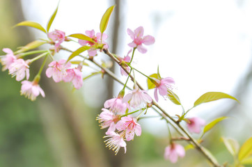 wind himalayan cherry or prunus cerasoides or sakura