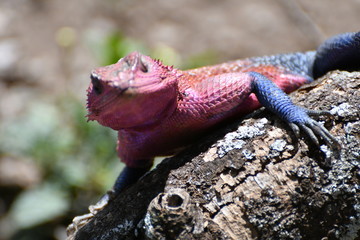 Rettile