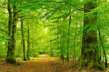 Gartenposter Wanderweg durch Naturnahen Buchenwald, große alte Bäume, Müritz-Nationalpark © AVTG