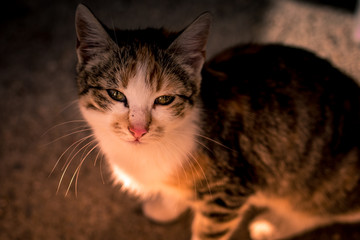 Gato pequeño atigrado