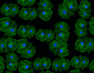 Stem cells labelled with fluorescent antibodies in confocal microscope