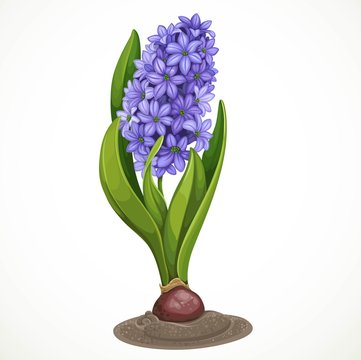 Blue hyacinth grows from a bulb in the soil isolated on a white background a spring flower