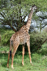 Giraffa