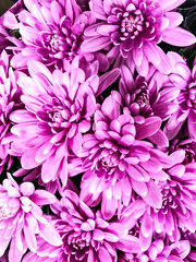 Texture, floral background of fresh chrysanthemums